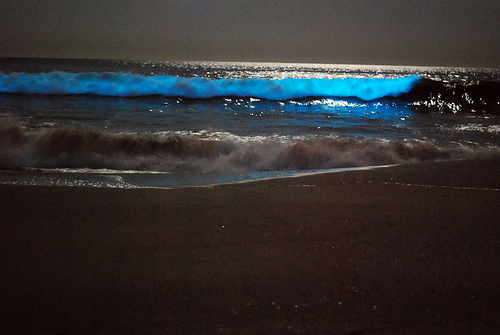 ocean bioluminescence