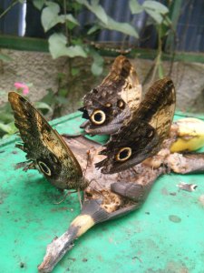 Some Owl butterflies at the bar. They eat fermented fruit all day, they are the alcoholics of the butterfly world. 