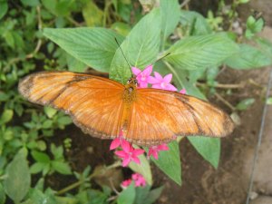 The beautiful Julia butterfly