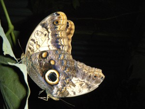 Some owl butterflies getting it on.
