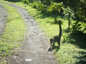 Congratulations on making it all the way through my hiking/arthropod photos, here is a cute little mammal. It's a Coati!