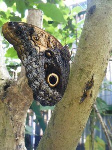An owl butterfly in the low altitude garden