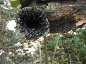 A stingless wasp colony