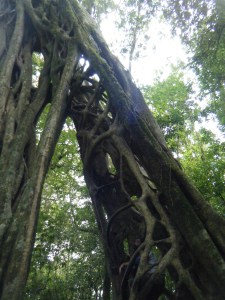 A gigantic strangler fig tree you can climb inside of.