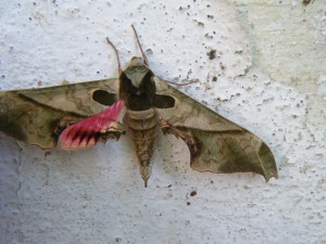 We'll end with a photo of a beautiful sphinx moth. Moths can be beautiful too. Sometimes even more beautiful than butterflies!