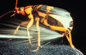 A Bombardier Beetle spraying a chemical mixture which is 100 degrees celcius!