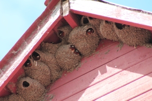 Cliff Swallows will nest in groups of up to 1.000 individuals!