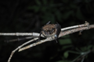 A little brown bat, very common in Southern Ontario - Photo by Christy Humphrey