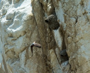 A cliff swallow leaving it's nest: a mud based structure on the side of overhanging cliff faces, man made structures such as houses and the occasional tree. Photo by Jerry Kirkhart.