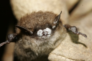 White nose syndrome is named for the appearance of a white fungus on the face - Photo by US fish and wildlife services