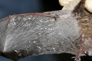 The fungus causes damage to the wings, and even those who survive the winter often have extensive scarring on the wings. - Photo by US Fish and Wildlife Services